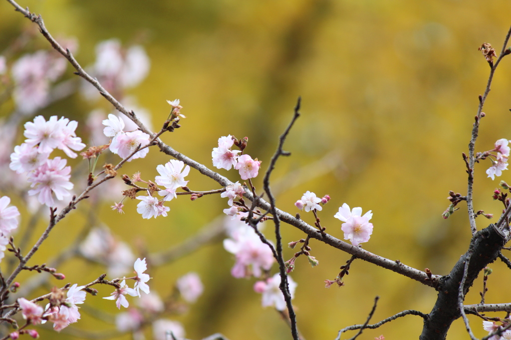 10月桜とイチョウ