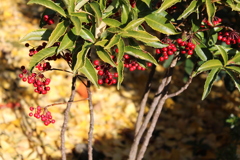 近所で見つけた＾＾