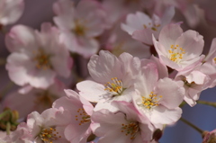桜・・2013