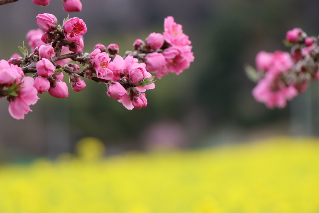 菜の花畑③