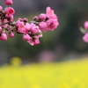 菜の花畑③