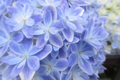 コンデジもいいね・・