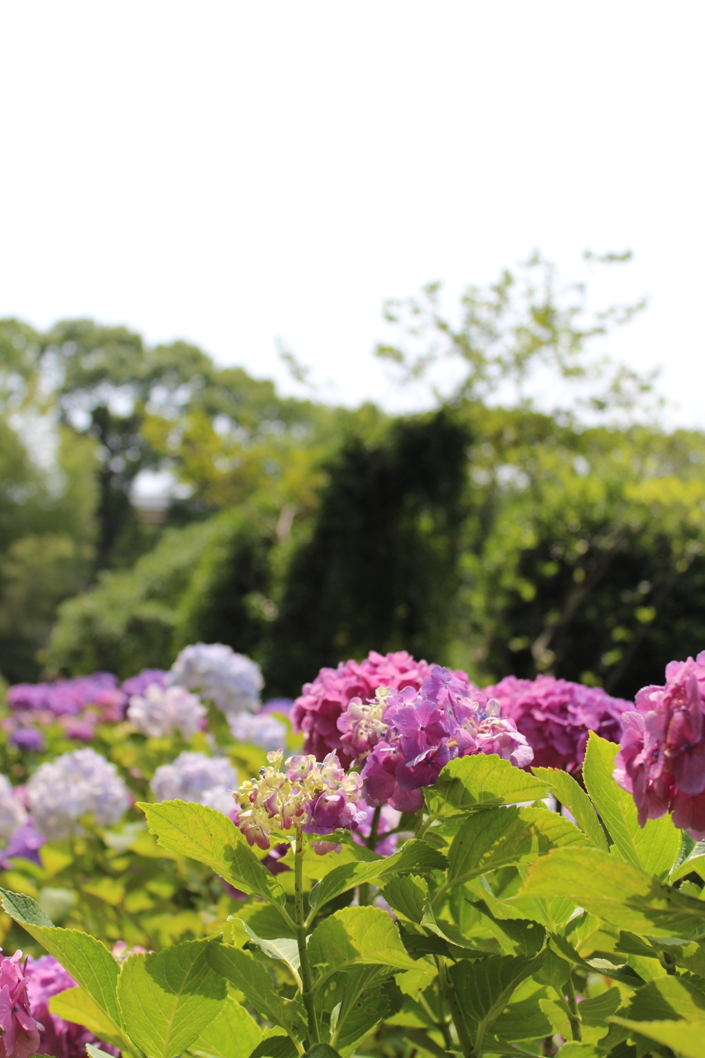 雨を待つ紫陽花①