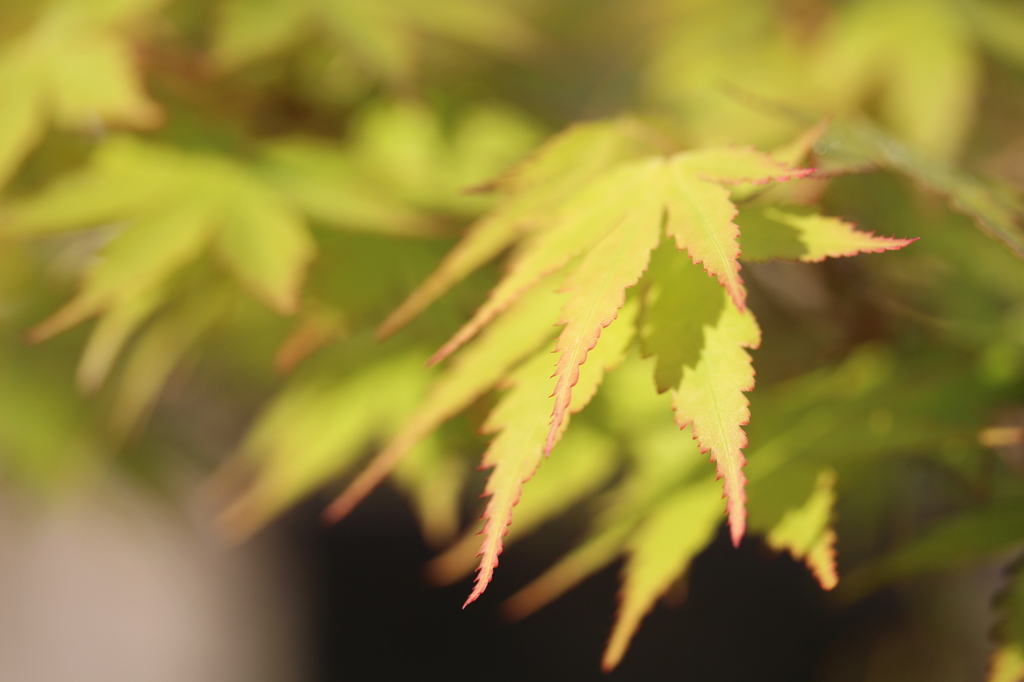 鉢植えのもみじ＾＾