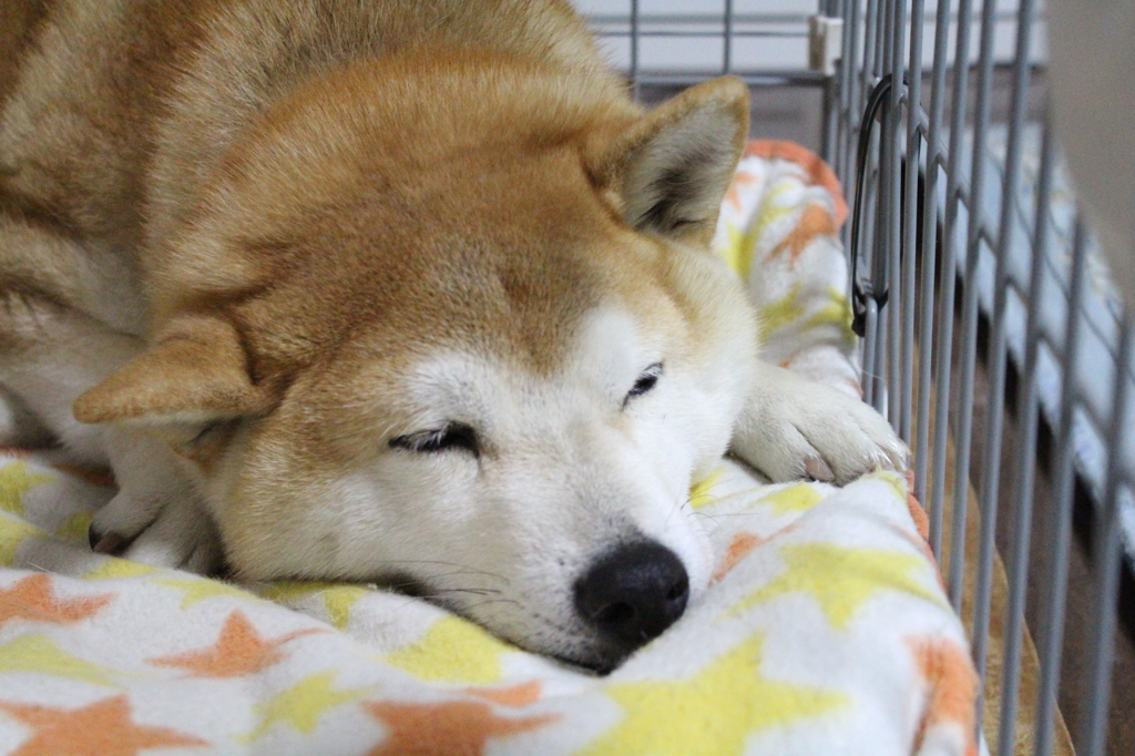 来年もよろしくお願いします