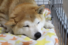 来年もよろしくお願いします
