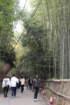 竹林の道