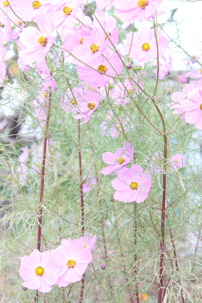 ふんわり・・・・