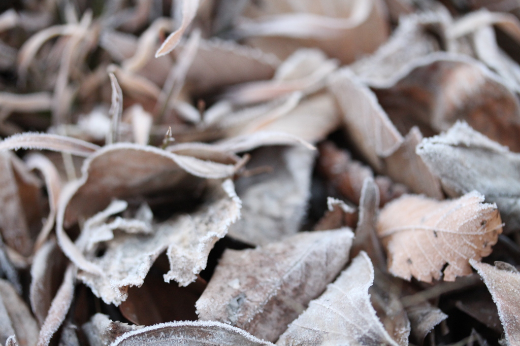 枯葉にも霜・・