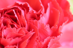 カーネーション＾＾