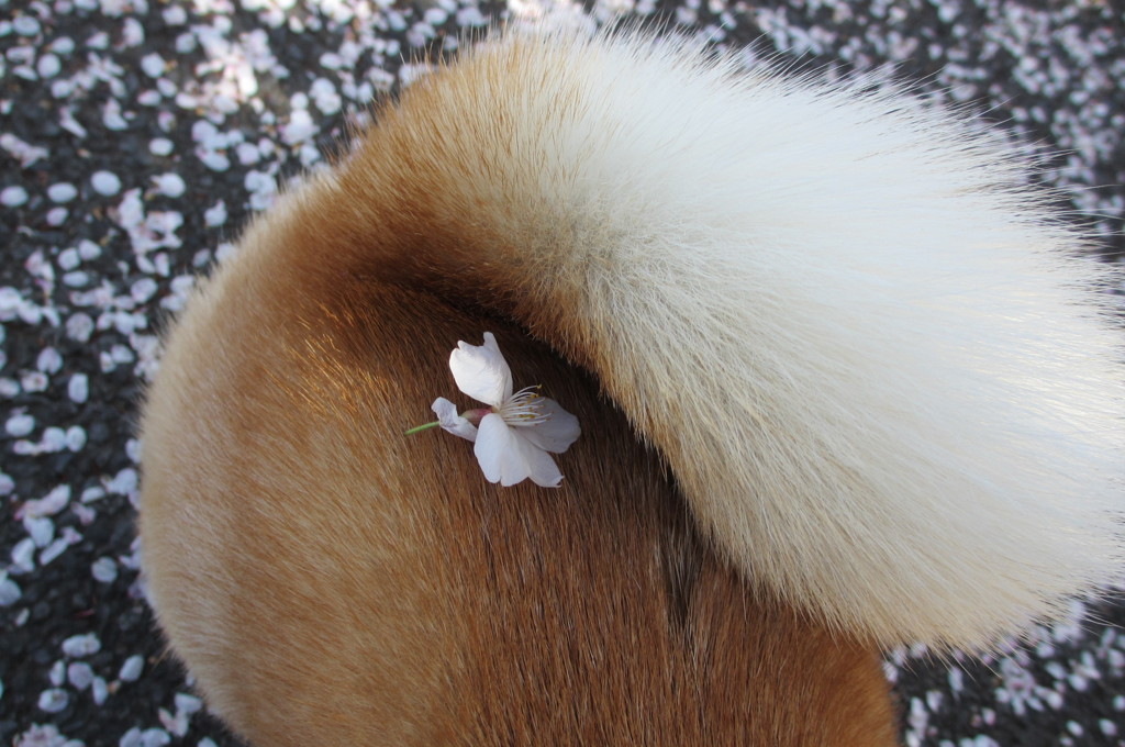 ここにも桜＾＾