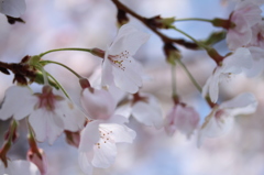 土手の桜④