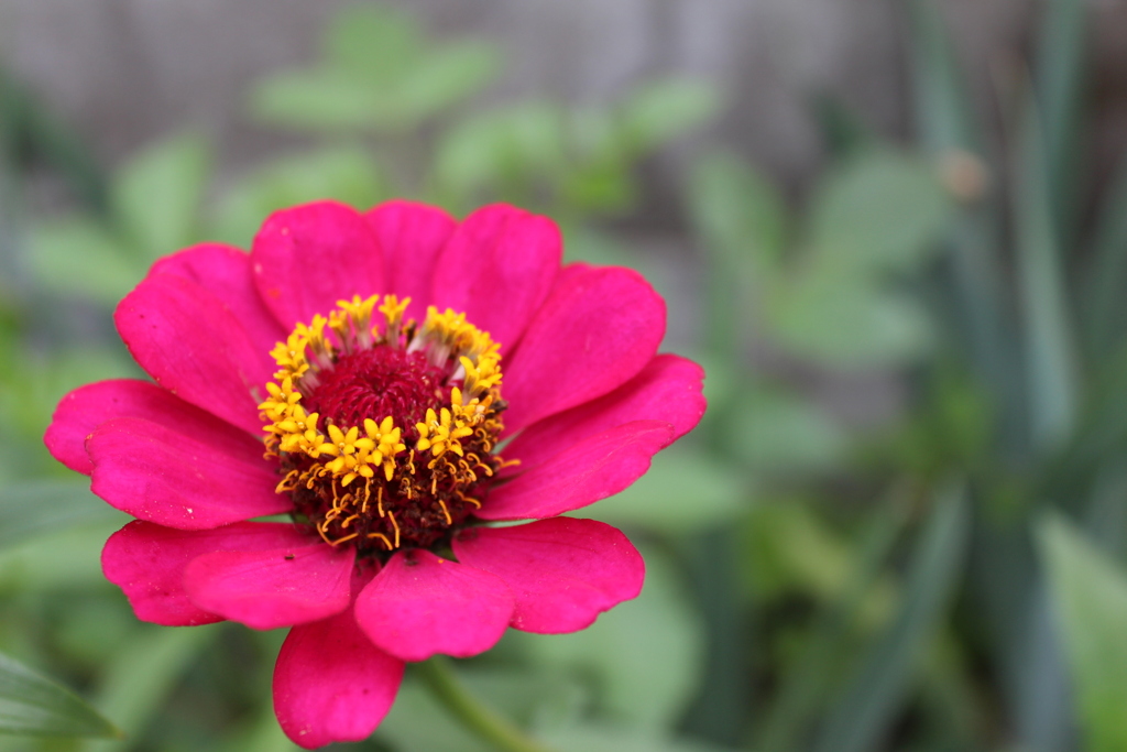 真ん中に小さなお花＾＾