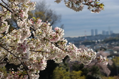 花冷えが続いてます。