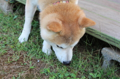 かわいい息子④
