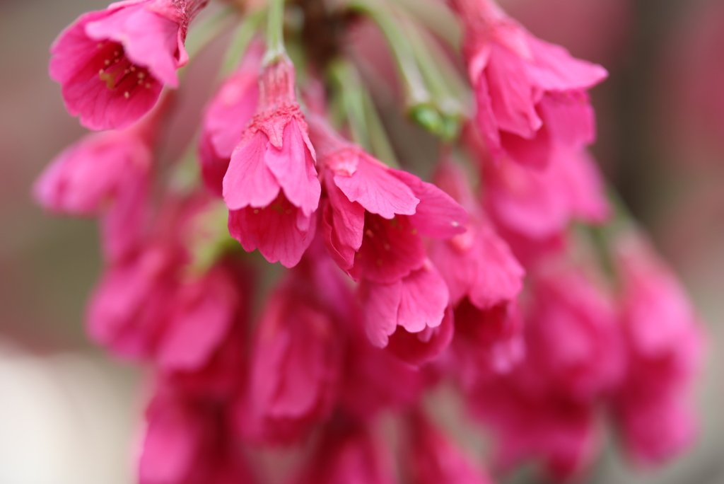 寒緋桜