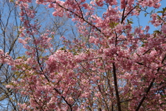 河津桜④