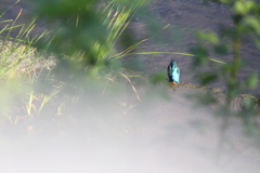 今朝のカワセミ