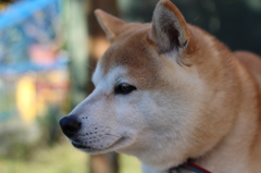 息子