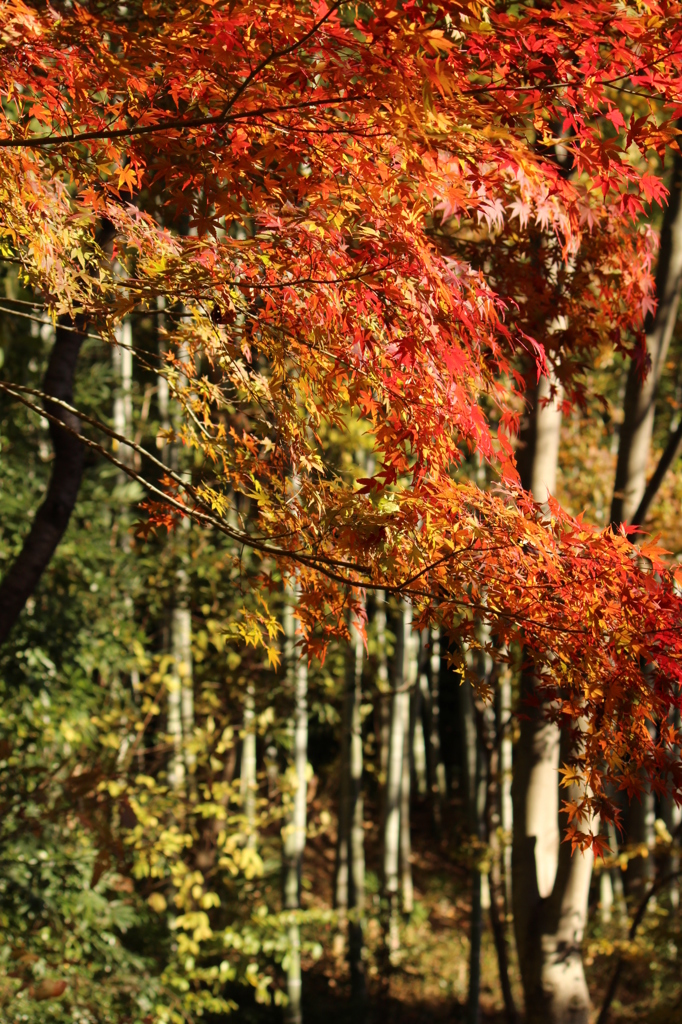 竹林の秋