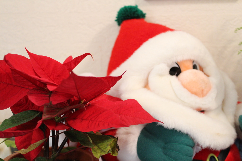 ポインセチア＾＾