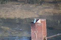 今のカワセミ②