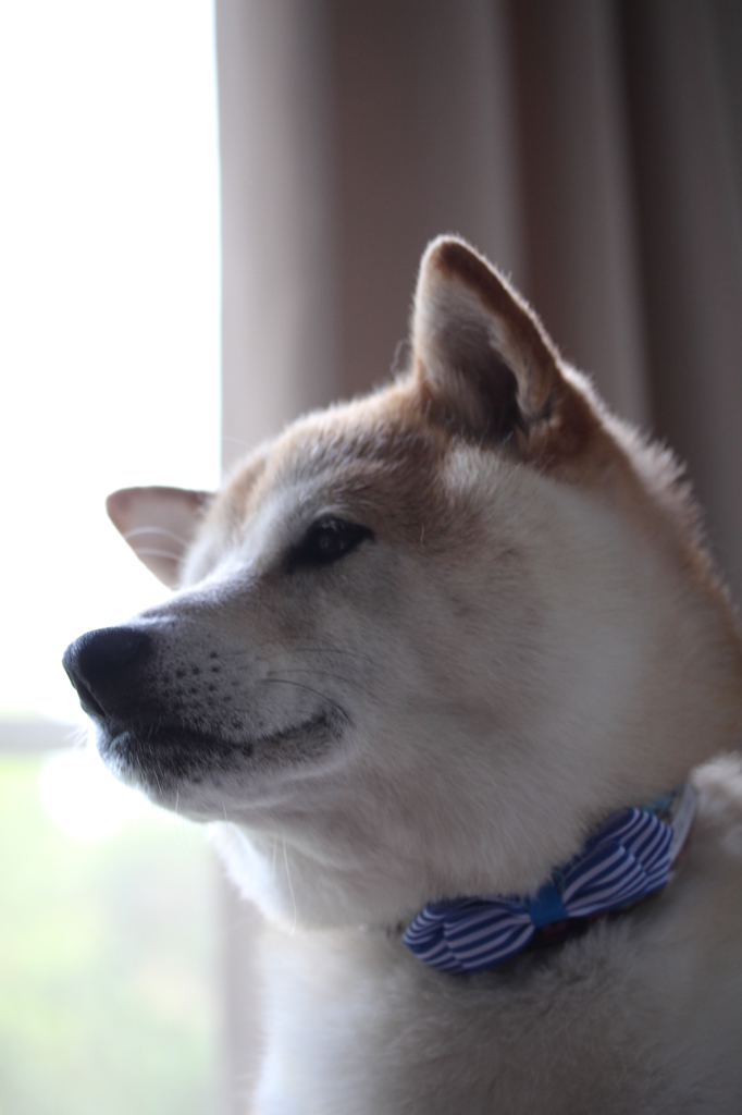 蝶ネクタイ素敵でしょ＾＾
