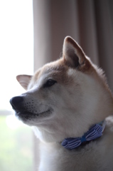 蝶ネクタイ素敵でしょ＾＾