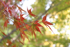 きらきらモミジ