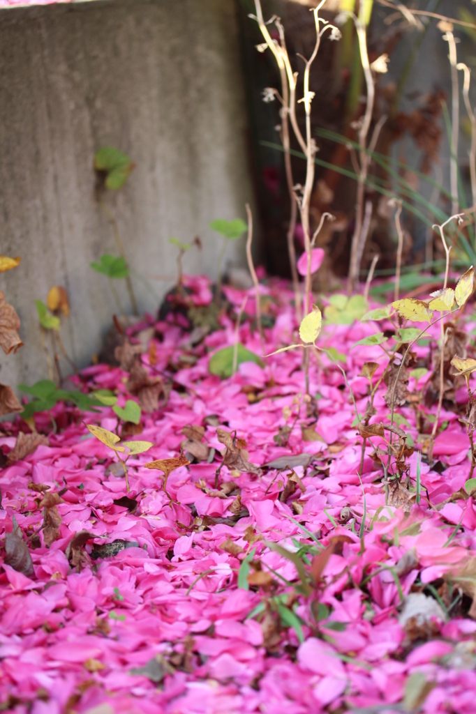 山茶花の絨毯②