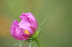 もうすぐ咲くね＾＾