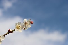 白梅