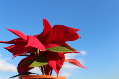 Merry Christmas＾＾