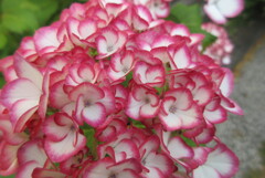 今年は咲いてないの・・