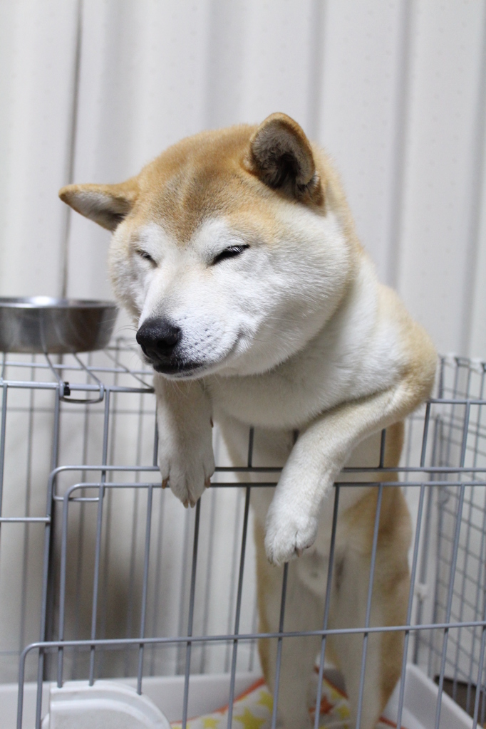 朝ごはん待ち③