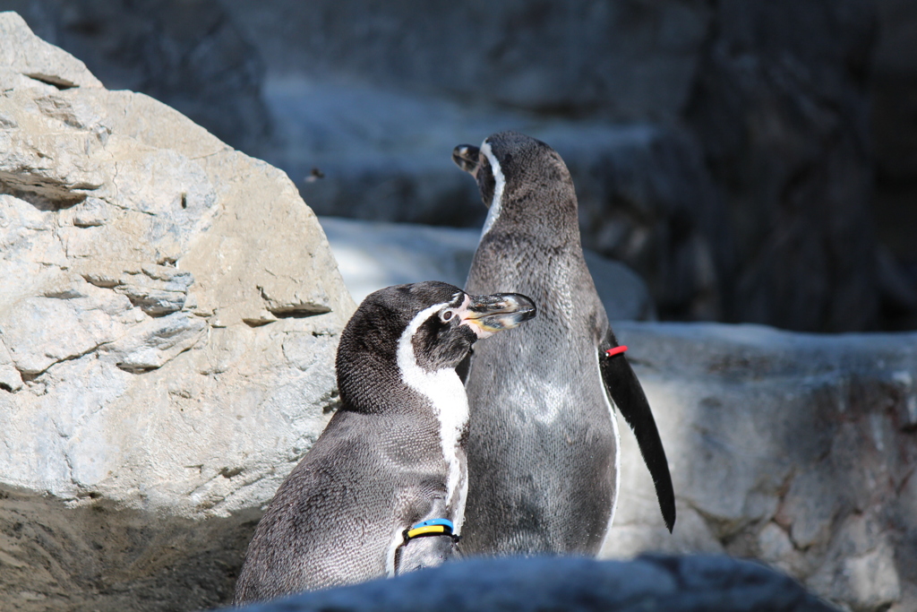 フンボルトペンギン②