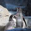 フンボルトペンギン②
