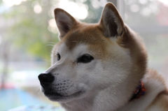 ヒゲが白くなってきた・・
