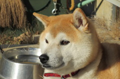 年明けの息子