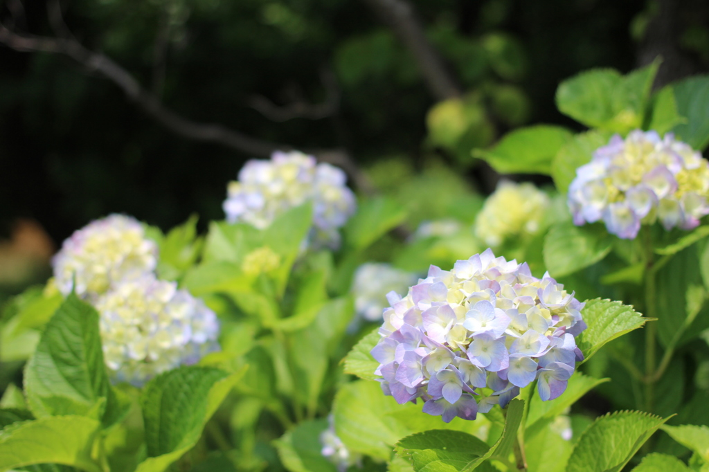 紫陽花①