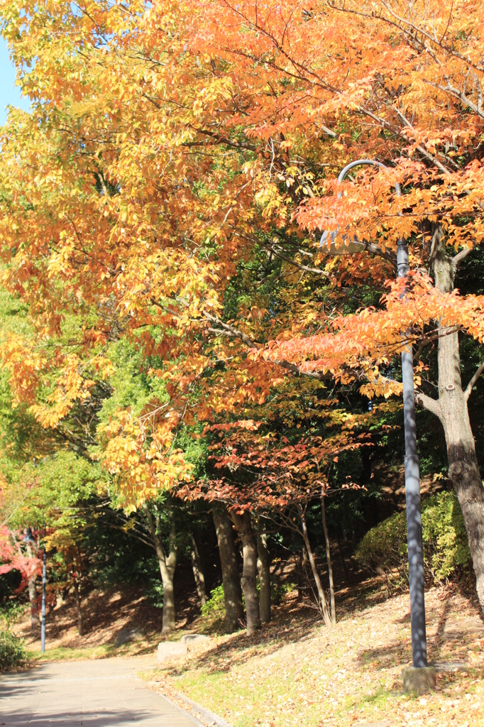 遊歩道は紅葉真っ盛り＾＾