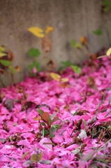 山茶花の絨毯