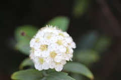 間違えて咲いちゃった・・