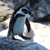 フンボルトペンギン③