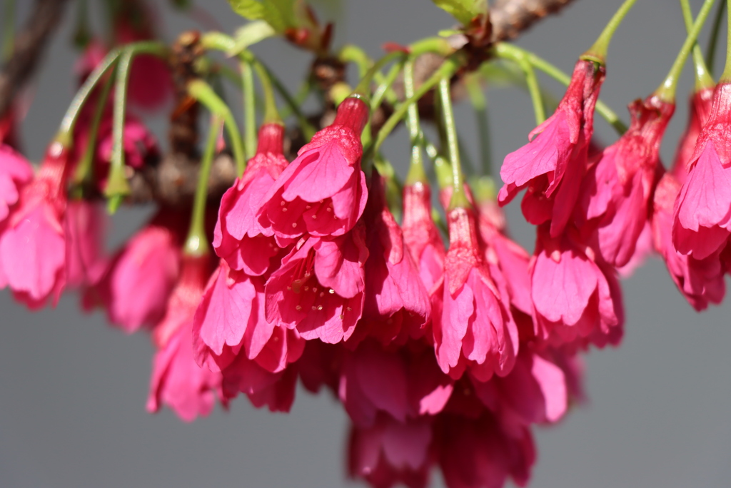  カンヒザクラ （寒緋桜）