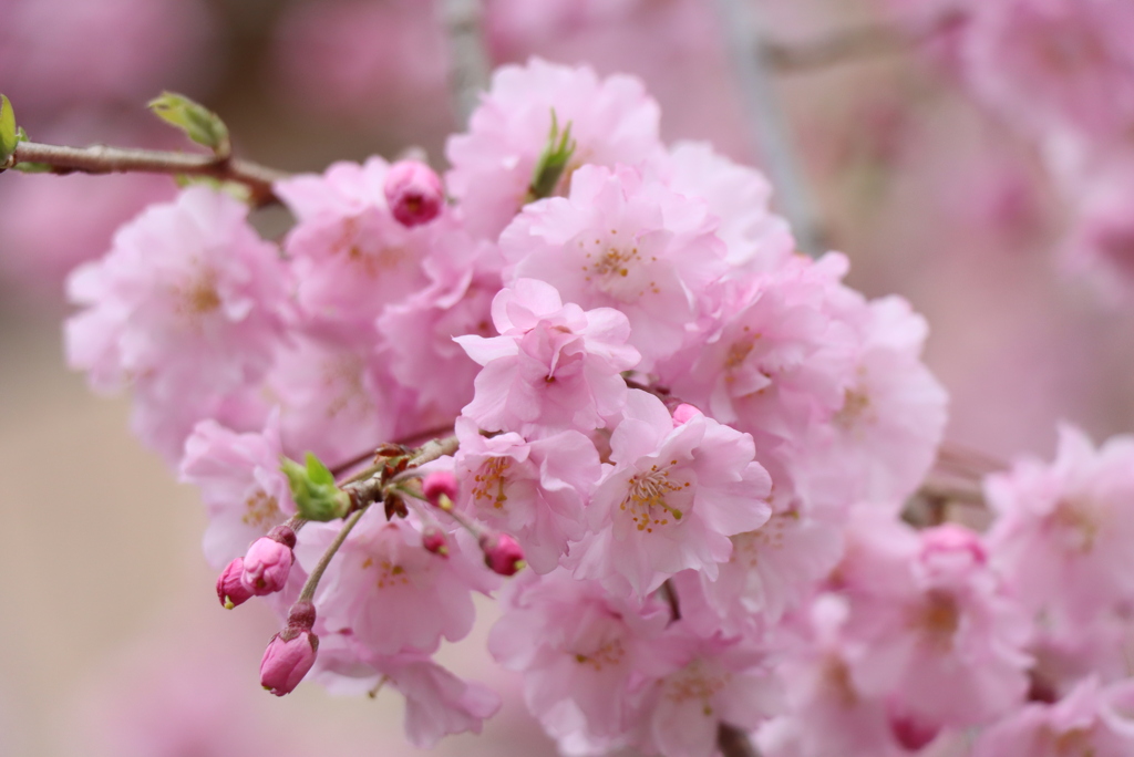 八重の枝垂桜