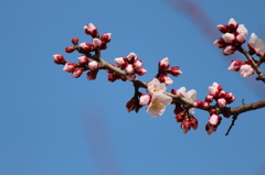 ピンクの梅♪②