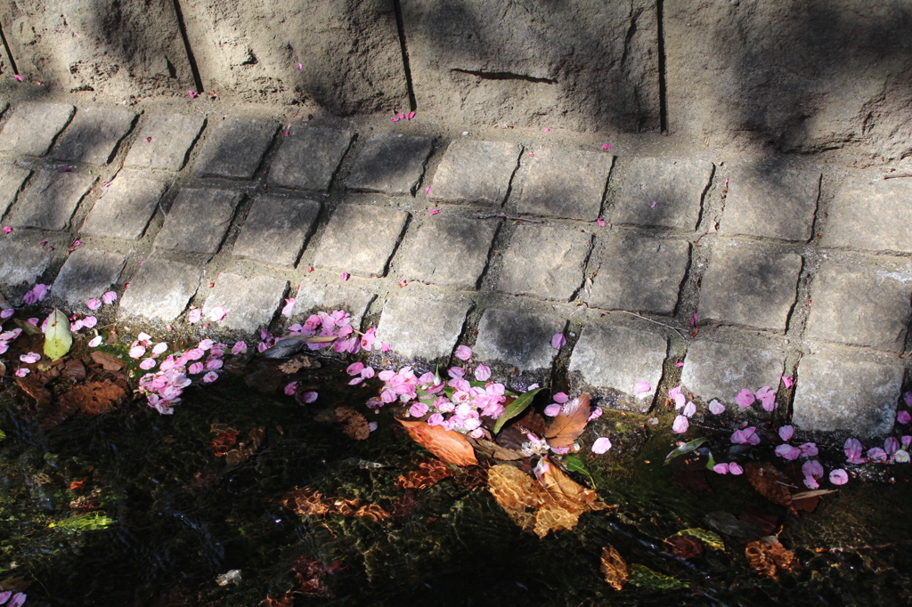 せせらぎにも桜♪