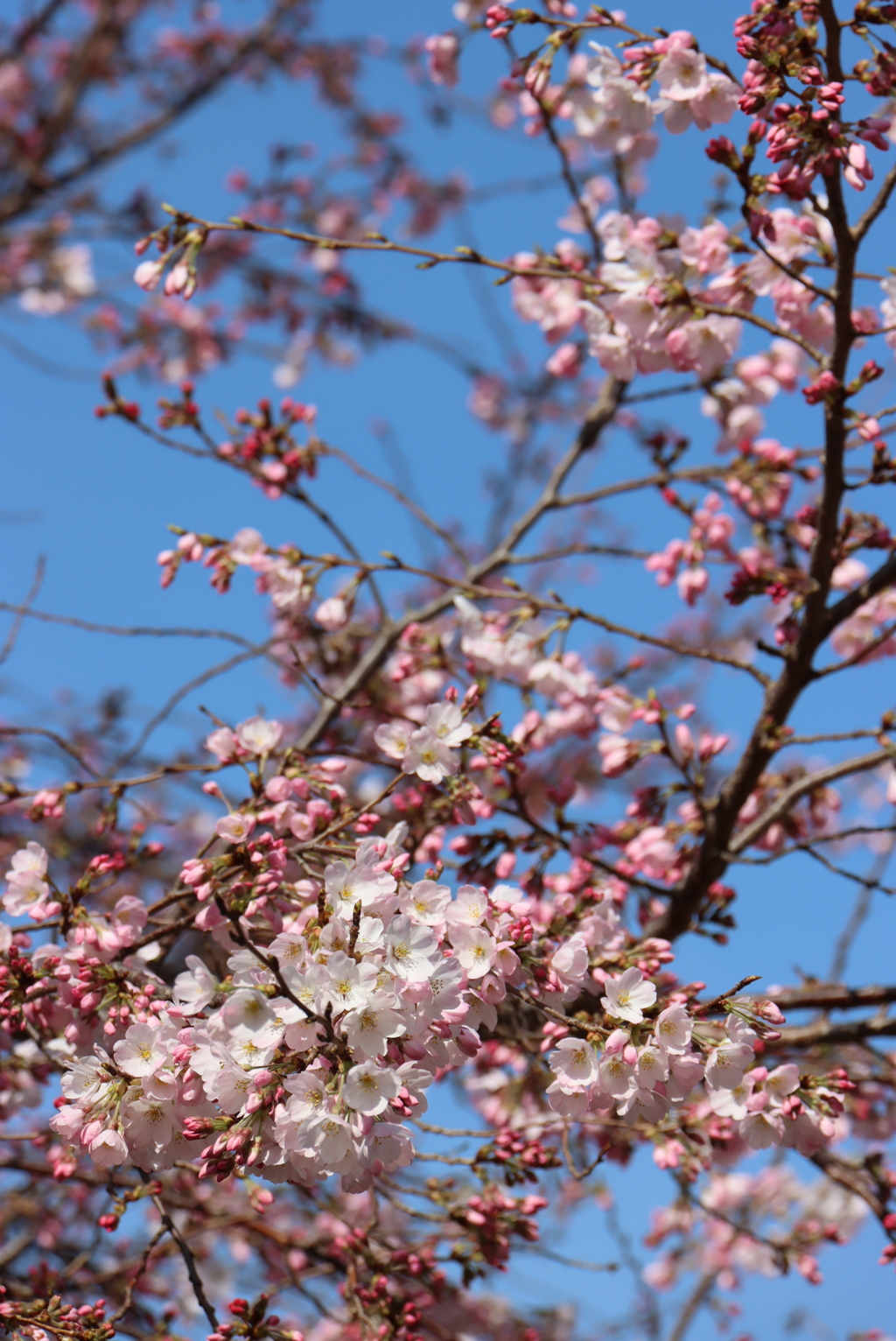 ヨコハマヒザクラ（横浜緋桜）②