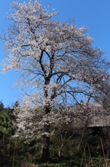 道路沿いの畑の桜